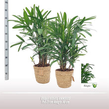 Kamerplant - Rhapis Excelsa - Pot Ø 21cm Hoogte ↕ 90cm
