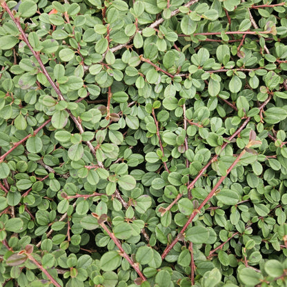 Buitenplant 24x Cotoneaster pr. 'Queen of Carpets' - Bloeiend - Pot Ø 9cm Hoogte ↕ 10-25cm