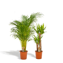 Kamerplant - Areca + Yucca Combi - Pot Ø 24cm / Ø 21cm Hoogte ↕ 130cm / ↕ 100cm