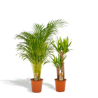 Kamerplant - Areca + Yucca Combi - Pot Ø 24cm / Ø 21cm Hoogte ↕ 130cm / ↕ 100cm