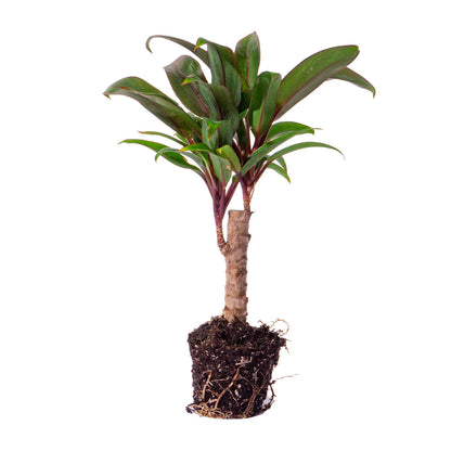 Kamerplant - Cordyline fruticosa 'Purple Compacta' - Pot Ø 6cm