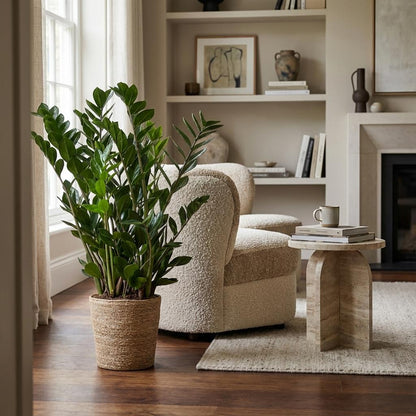 Kamerplant - Zamioculcas Zamiifolia - met zeegras mand naturel - Pot Ø 21cm Hoogte ↕ 80cm
