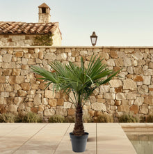 XL plant - Trachycarpus fortunei - Winterhard - Pot Ø 45cm Hoogte ↕ 220-240cm