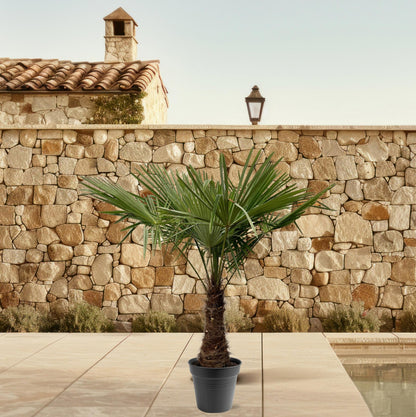 XL plant - Trachycarpus fortunei - Winterhard - Pot Ø 45cm Hoogte ↕ 220-240cm