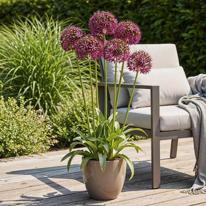 Buitenplant 15x Allium Miami - Bloeiend - Bolmaat 10/11