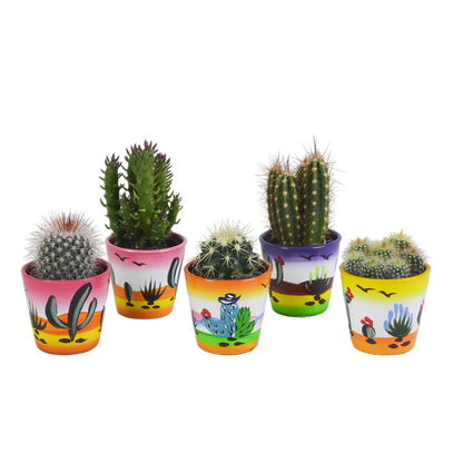 Kamerplant 5x Cactus mix - in Mexicaanse pot - Pot Ø 5.5cm