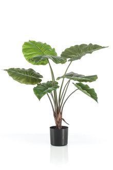 Kunstplant - Alocasia Olifantsoor - Hoogte ↕ 70cm