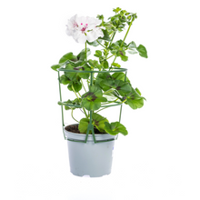 Buitenplant 8x Pelargonium Peltatum Weiß - Bloeiend - Pot Ø 12cm Hoogte ↕ 20cm