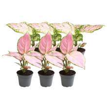 Kamerplant 6x Aglaonema Mix
