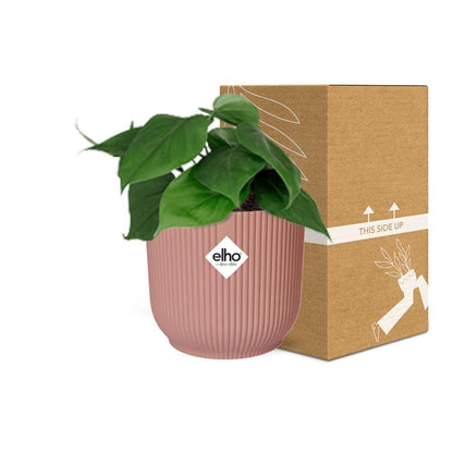 Kamerplant - Philodendron Scandens - Pot Ø 14cm