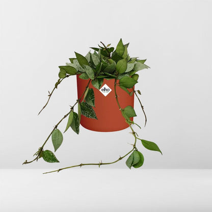 Kamerplant - Hoya Krohniana Eskimo - Inclusief sierpot - Pot Ø 14cm