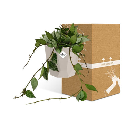 Kamerplant - Hoya Krohniana Eskimo - Pot Ø 14cm