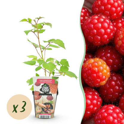 Buitenplant 3x Rubus phoenicolasius - Winterhard - Pot Ø 9cm Hoogte ↕ onbekend