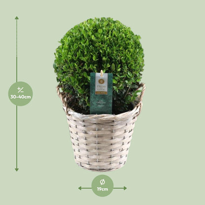 Buitenplant - Ilex Crenata 'Jenny' Ball - Winterhard - Pot Ø 17cm Hoogte ↕ 40cm