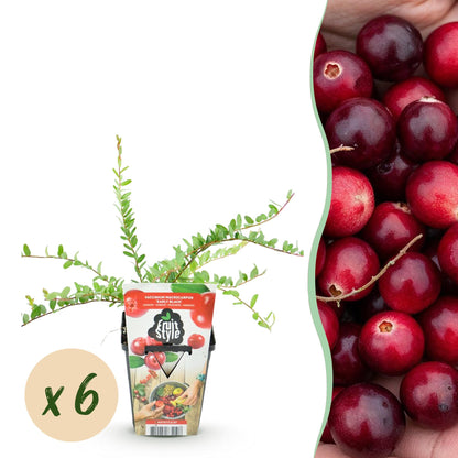 Buitenplant 6x Vaccinium macrophylla 'Early Black' - Winterhard - Pot Ø 9cm Hoogte ↕ 15cm