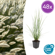 Buitenplant 48x Pennisetum alopecuroides 'Hameln' - Pot Ø 9cm Hoogte ↕ 10-25cm