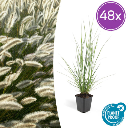 Buitenplant 48x Pennisetum alopecuroides 'Hameln' - Pot Ø 9cm Hoogte ↕ 10-25cm