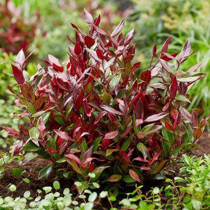Buitenplant - Leucothoe 'Little Flame' - Groenblijvend - Pot Ø 17cm Hoogte ↕ 40cm