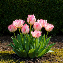 Bloembollen - Tulp Double Pink - Roze - 12 stuks - Bolmaat 11/12