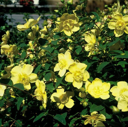 Buitenplant 60x Hypericum 'Hidcote' - Bloeiend - Pot Ø 9cm Hoogte ↕ 10-25cm