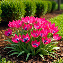 Buitenplant - Tulp Little Beauty - Bloeiend - 25 bollen Bolmaat 6/7