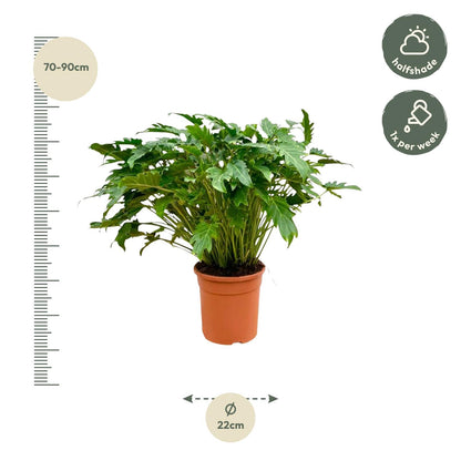 Kamerplant - Philodendron Xanadu - Pot Ø 30cm Hoogte ↕ 80cm