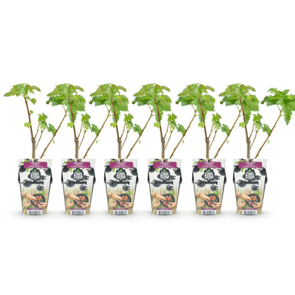 Buitenplant 6x Ribes nigrum Titania - Zwarte Bes - Winterhard - Pot Ø 9cm