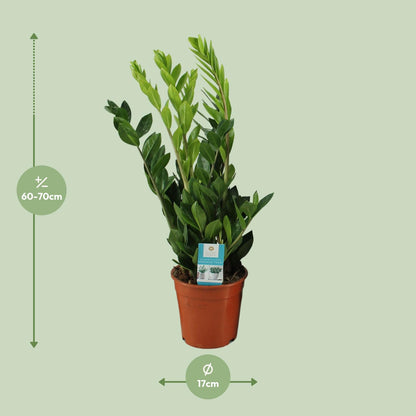 Kamerplant - Zamioculcas Zamiifolia - Pot Ø 17cm Hoogte ↕ 65cm