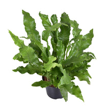 Kamerplant - Microsorum Diversifolium - Pot Ø 23cm Hoogte ↕ 60cm