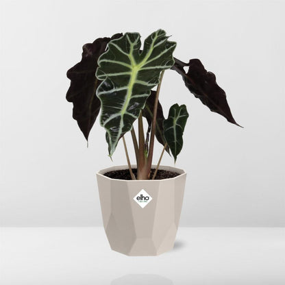 Kamerplant - Alocasia 'Polly' - Inclusief sierpot - Pot Ø 14cm