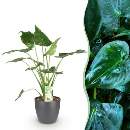 Kamerplant - Alocasia Cucullata - Pot Ø 21cm Hoogte ↕ 65-70cm