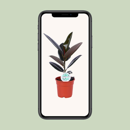 Kamerplant - Ficus Elastica Abidjan - Pot Ø 17cm Hoogte ↕ 55cm