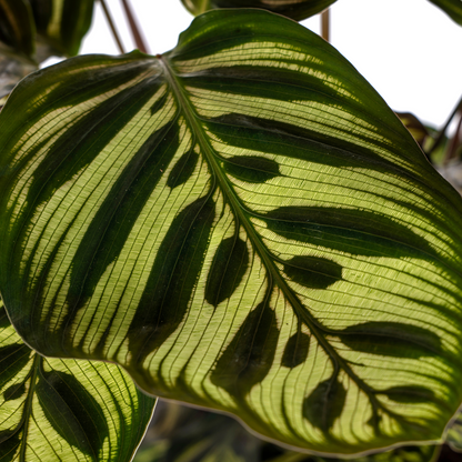 Kamerplant - Calathea Makoyana - Pot Ø 17cm Hoogte ↕ 40-50cm