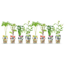 Buitenplant 8x Fruitplanten Rainbow Mix - Winterhard - Pot Ø 9cm