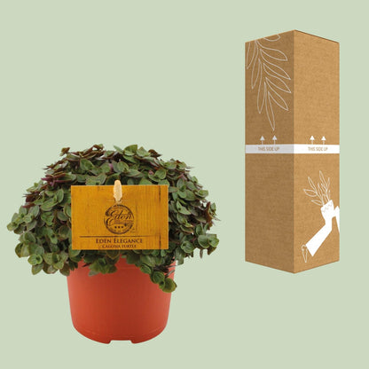 Kamerplant - Callisia Turtle - Hangplant - Pot Ø 10,5cm Hoogte ↕ 15cm