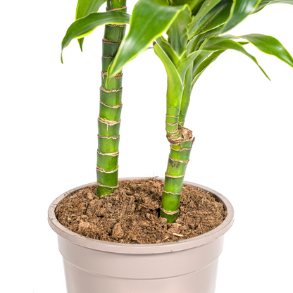 Kamerplant - Dracaena Deremensis Dorado - Pot Ø 19cm Hoogte ↕ 70-90cm
