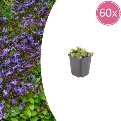 Buitenplant 60x Campanula poscharskyana - Bloeiend - Pot Ø 9cm Hoogte ↕ 10-25cm