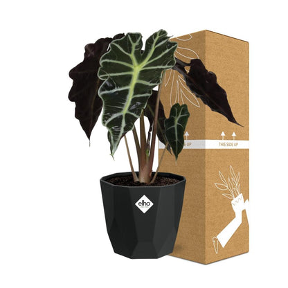Kamerplant - Alocasia 'Polly' - Pot Ø 14cm