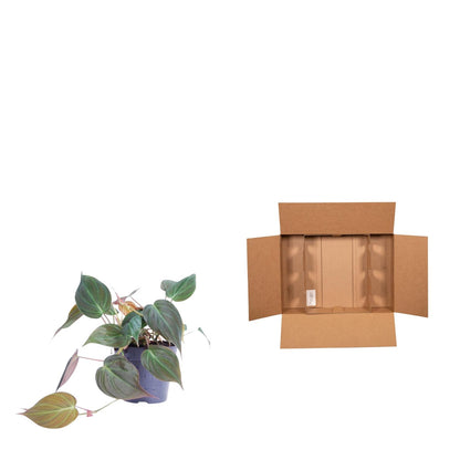 Kamerplant - Philodendron scandens 'Micans' - Pot Ø 12cm Hoogte ↕ 25cm