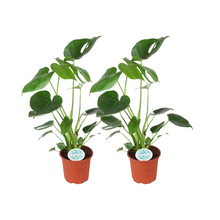 Kamerplant 2x Monstera Deliciosa - Pot Ø 14cm Hoogte ↕ 45cm