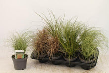 Buitenplant - Siergras Mix