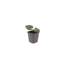 Buitenplant 6x Asarum europaeum - Hazelwortel, Groenblijvend, Bodembedekker - Pot Ø 9cm Hoogte ↕ 25cm