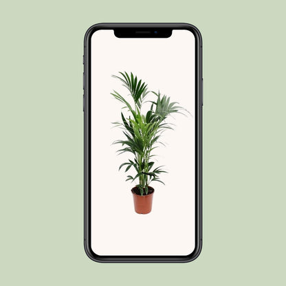 XL kamerplant - Howea - Pot Ø 24cm Hoogte ↕ 160cm