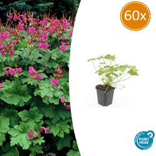 Buitenplant 60x Geranium macrorrhizum 'Czakor' - Bloeiend - Pot Ø 9cm Hoogte ↕ 10-25cm