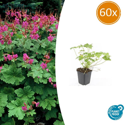 Buitenplant 60x Geranium macrorrhizum 'Czakor' - Bloeiend - Pot Ø 9cm Hoogte ↕ 10-25cm