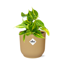 Kamerplant - Philodendron Scandens 'Brasil' - Hangplant - Pot Ø 14cm