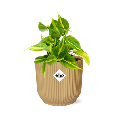 Kamerplant - Philodendron Scandens 'Brasil' - Hangplant - Pot Ø 14cm