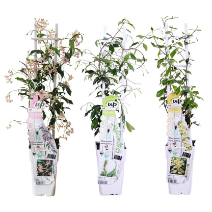 Buitenplant 3x Trachelospermum Mix - Bloeiend - Pot Ø 15cm Hoogte ↕ 65cm
