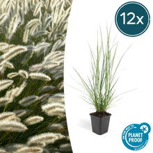 Buitenplant 12x Pennisetum alopecuroides 'Hameln' - Pot Ø 9cm Hoogte ↕ 10-25cm