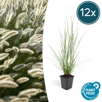 Buitenplant 12x Pennisetum alopecuroides 'Hameln' - Pot Ø 9cm Hoogte ↕ 10-25cm